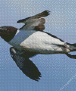 Razorbill Bird Diamond Painting