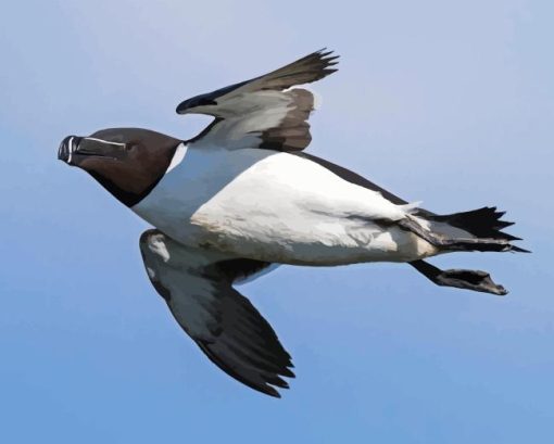 Razorbill Bird Diamond Painting