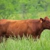 Red Cattle In Field Diamond Painting