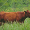 Red Cattle In Field Diamond Painting