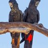 Red Tailed Black Cockatoo Diamond Painting