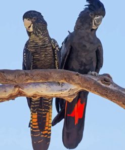 Red Tailed Black Cockatoo Diamond Painting