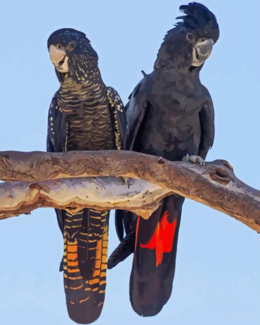 Red Tailed Black Cockatoo Diamond Painting