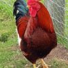 Rhode Island Red Diamond Painting