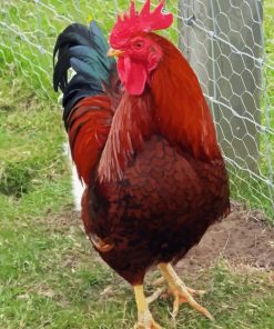 Rhode Island Red Diamond Painting