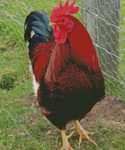 Rhode Island Red Diamond Painting