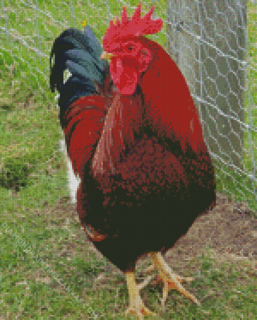 Rhode Island Red Diamond Painting