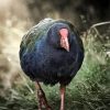 Takahe Rail Diamond Painting