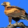 The Wedge Tailed Eagle Diamond Painting