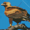 The Wedge Tailed Eagle Diamond Painting