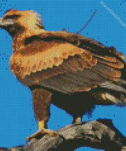 The Wedge Tailed Eagle Diamond Painting