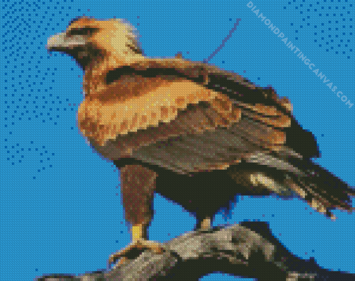 The Wedge Tailed Eagle Diamond Painting