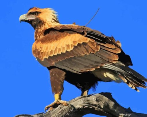 The Wedge Tailed Eagle Diamond Painting