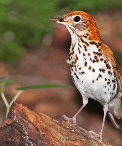 Thrush Bird Diamond Painting