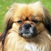 Tibetan Spaniel Diamond Painting