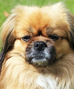 Tibetan Spaniel Diamond Painting