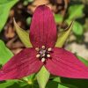 Trillium Red Flower Diamond Painting