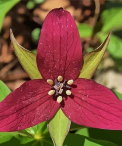 Trillium Red Flower Diamond Painting