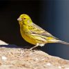 Yellow Canary Diamond Painting