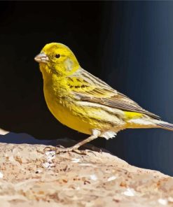 Yellow Canary Diamond Painting