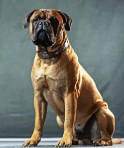 Bullmastiff Diamond Painting