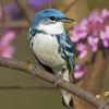 Cerulean Warbler Diamond Painting