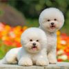 Cute Bichon Puppies Diamond Painting