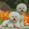 Cute Bichon Puppies Diamond Painting