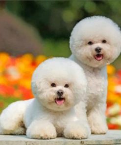 Cute Bichon Puppies Diamond Painting