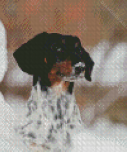 Dapple Dachshund Diamond Painting