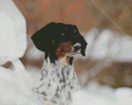 Dapple Dachshund Diamond Painting