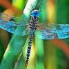 Black And Blue Dragonfly Diamond Painting