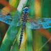 Black And Blue Dragonfly Diamond Painting