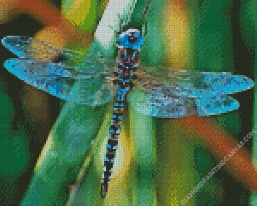 Black And Blue Dragonfly Diamond Painting