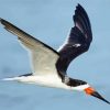 Flying Black Skimmer Diamond Painting