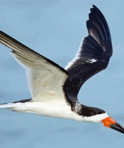 Flying Black Skimmer Diamond Painting