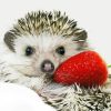 Hedgehog And Strawberries Diamond Painting