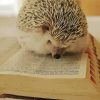 Hedgehog Reading A Book Diamond Painting