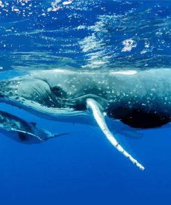 Humpback Whale Diamond Painting