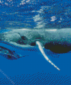 Humpback Whale Diamond Painting