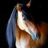 Kiger Mustang Diamond Painting