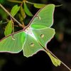 Luna Moth Diamond Painting