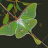 Luna Moth Diamond Painting