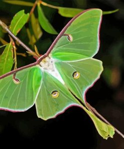 Luna Moth Diamond Painting