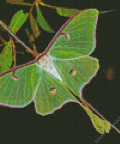 Luna Moth Diamond Painting