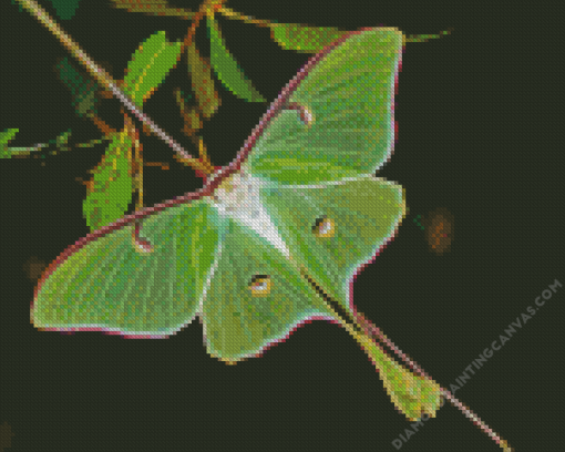 Luna Moth Diamond Painting