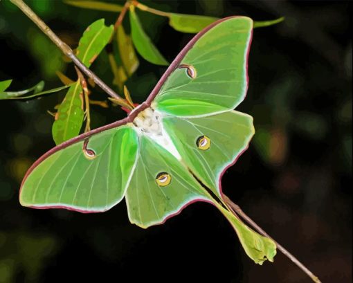 Luna Moth Diamond Painting