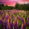 Lupines Purple Flowers Field Diamond Painting