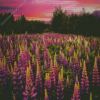 Lupines Purple Flowers Field Diamond Painting