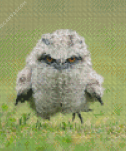 Mad Frogmouth Bird Diamond Painting